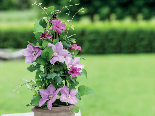 Clematis