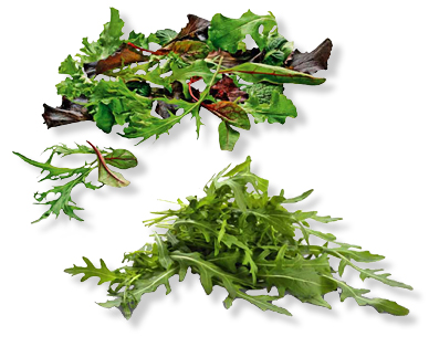 Mélange de salades/Roquette