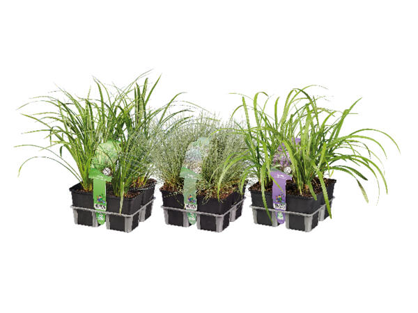 Grass