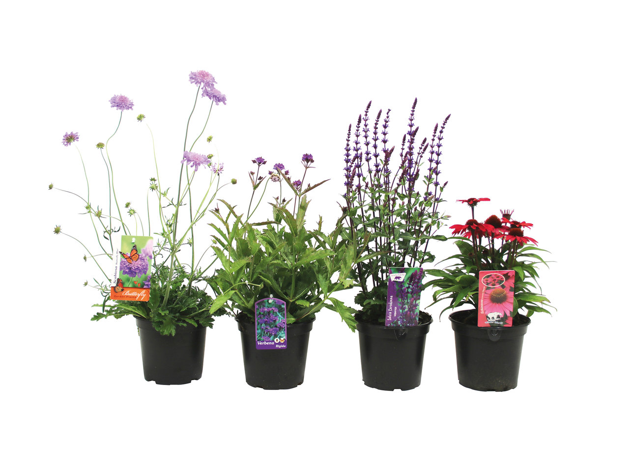 Bee-Friendly Perennials1