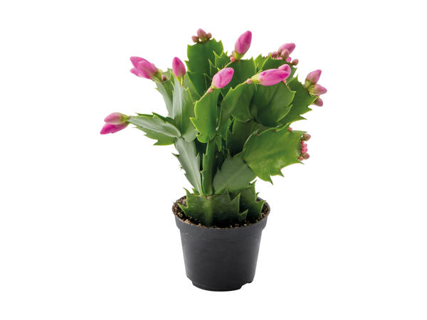 Schlumbergera