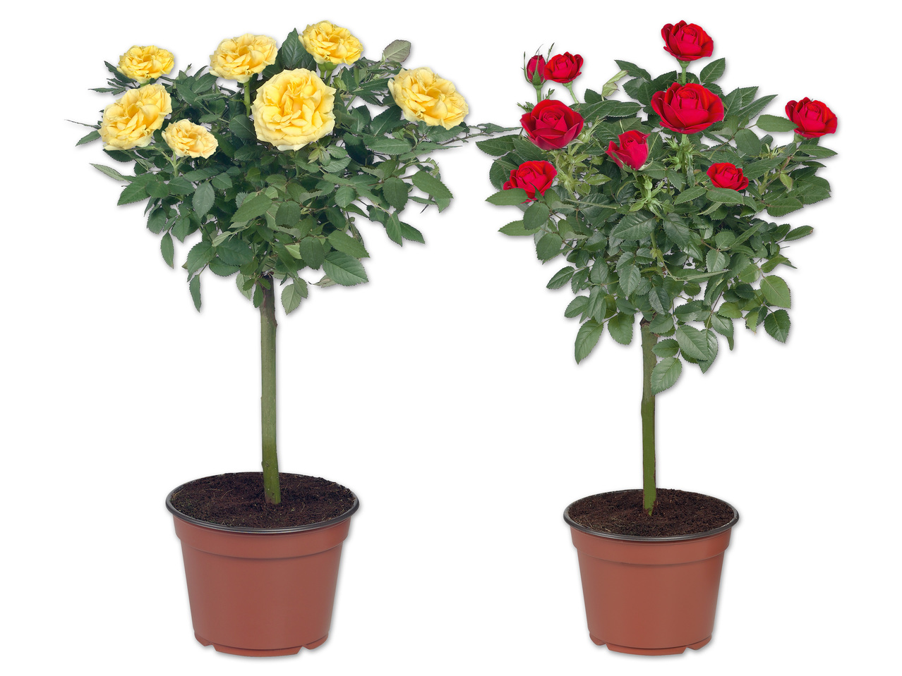 Rosenstamm
