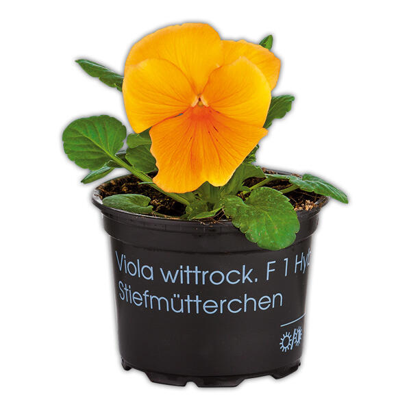 Stiefmütterchen