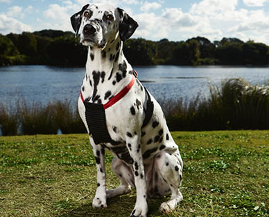 Non-Pull Dog Harness