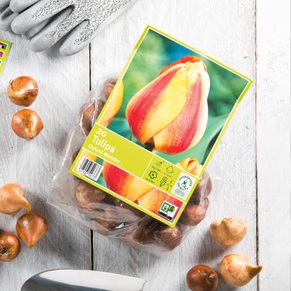 Tulpenzwiebeln, 20 St.