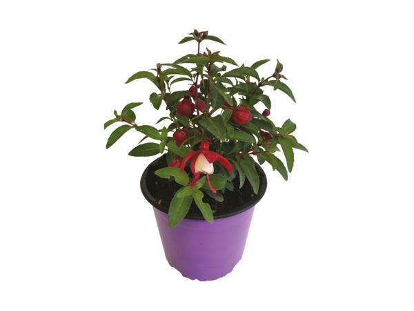 Fuchsia Fuchsita