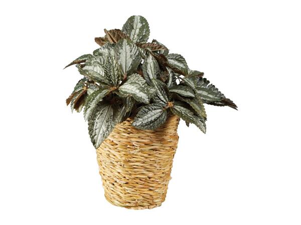 Green Plants in Woven Pot