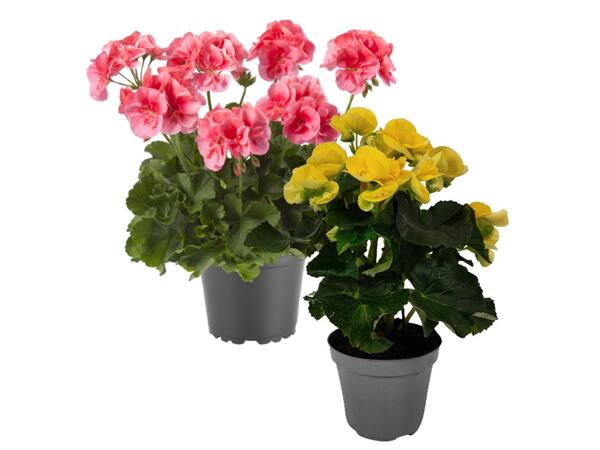 Flowering plants