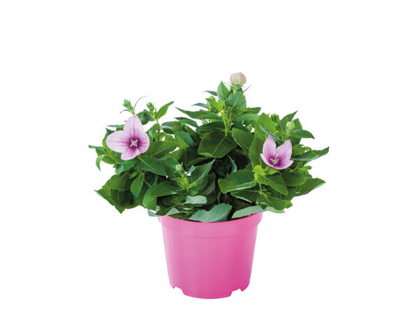 Balloon Flower