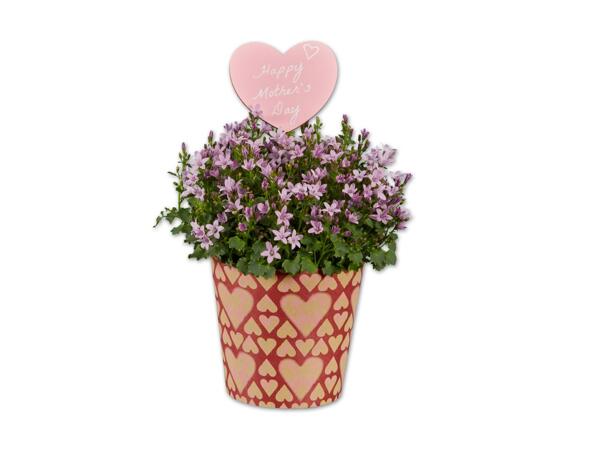 Campanula im Herzcover mit Stecker