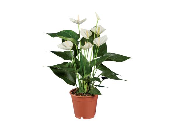 Anthurium