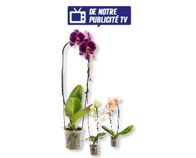 Phalaenopsis "Cascade"