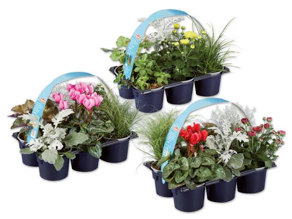 Herbstpflanzen 6er Tray