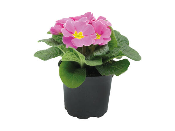 Primula
