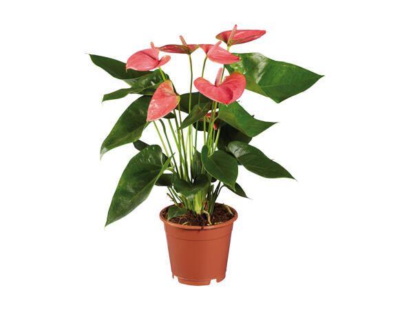 Anthurium Andreanum