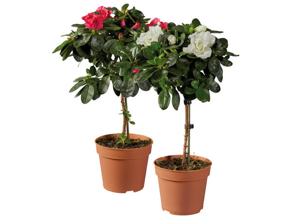 Azalea
