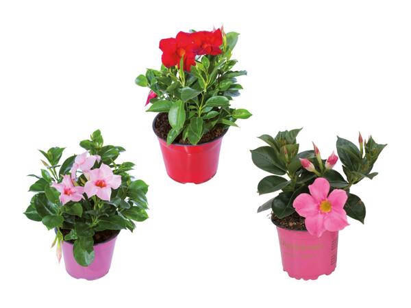 Dipladenia