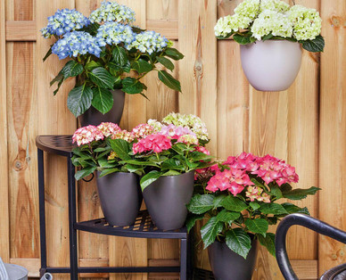 Hortensie