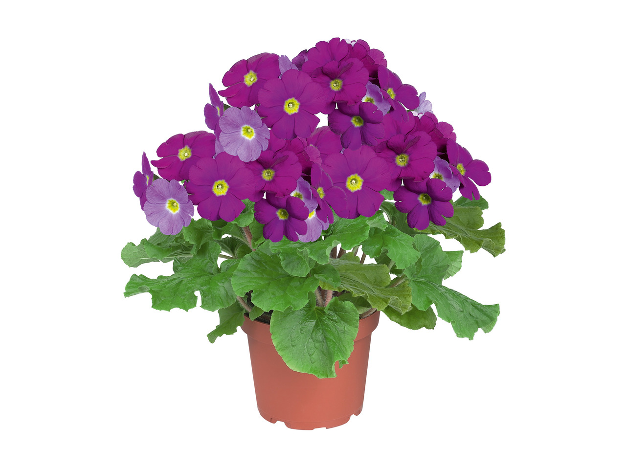 Primula