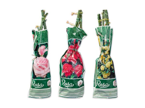 Edel-, Beet- oder Kletterrose