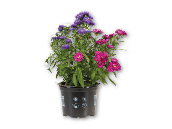 Aster Dumosus Trio