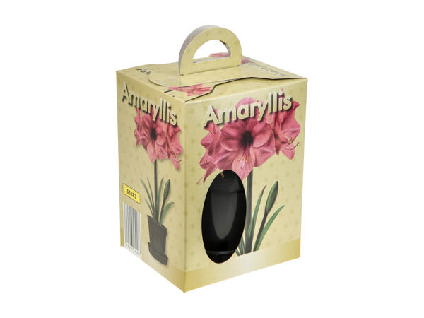 Amaryllis in a Pot