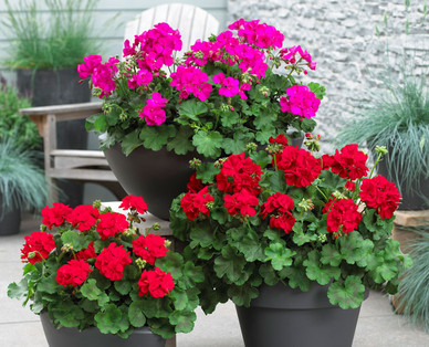 Pelargonie Sondersorte
