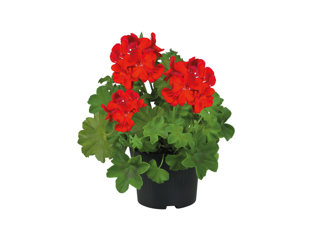 Trailing Geranium1