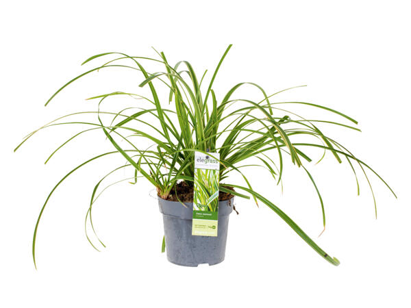 Ornamental Grass