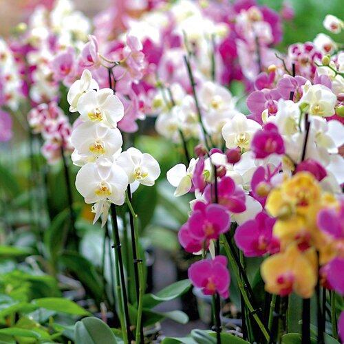 Orchidee