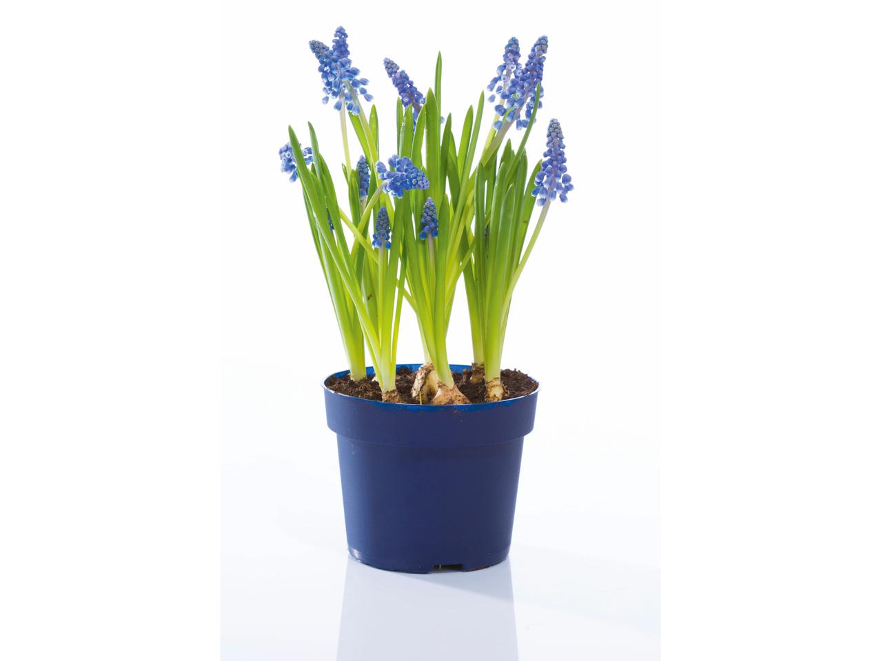 Bloembollen in pot