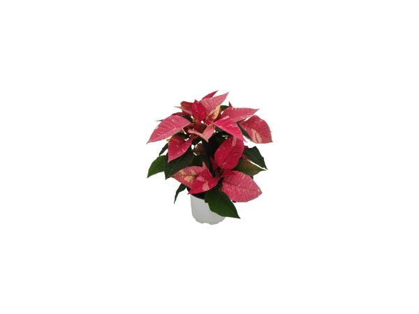 Poinsettia