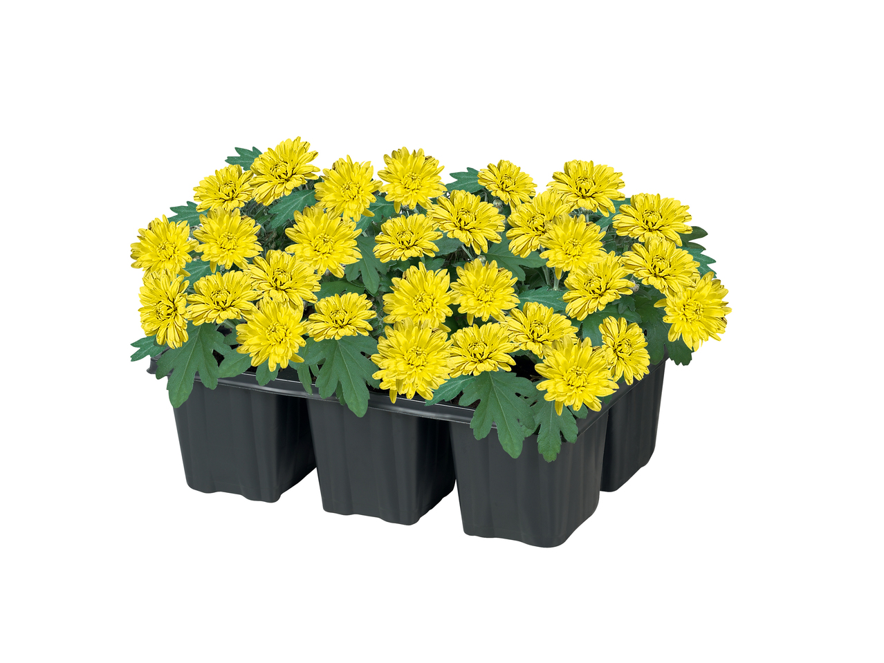 Chrysanten