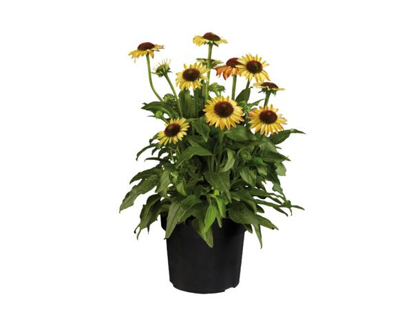 Echinacea 'Moodz'