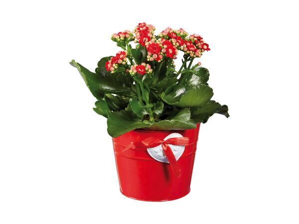 Kalanchoe