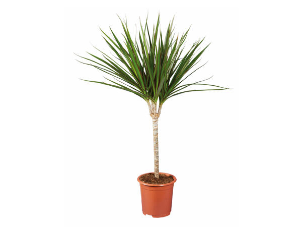 Medium Houseplant