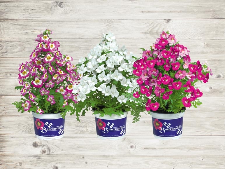 Schizanthus (dès 21.4.)
