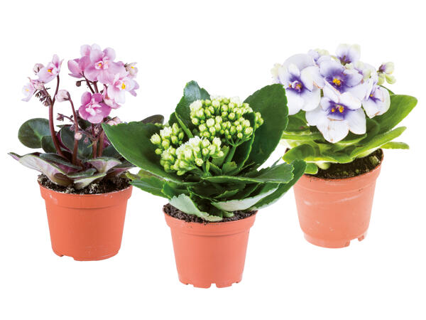 Mini Flowering Plants