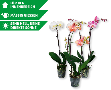 Phalaenopsis