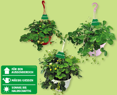 GARDENLINE(R) Erdbeerampel