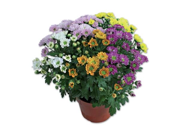 Chrysantheme `Elle Fleur´