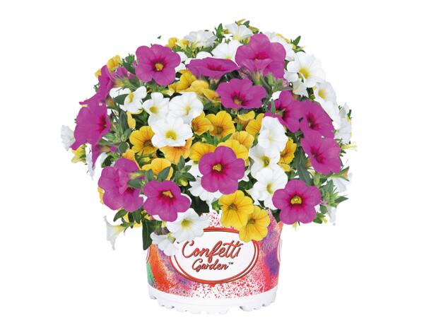 Petunia Calibrachoa