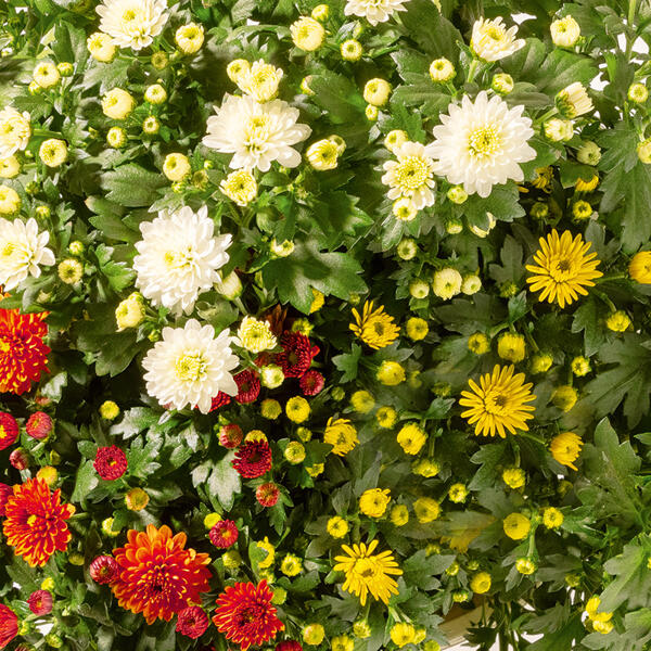 Trio Chrysantheme multiflora