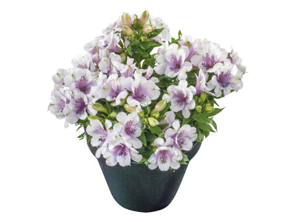 Alstromeria
