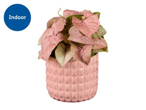 Houseplant in Bright Ceramic Pot