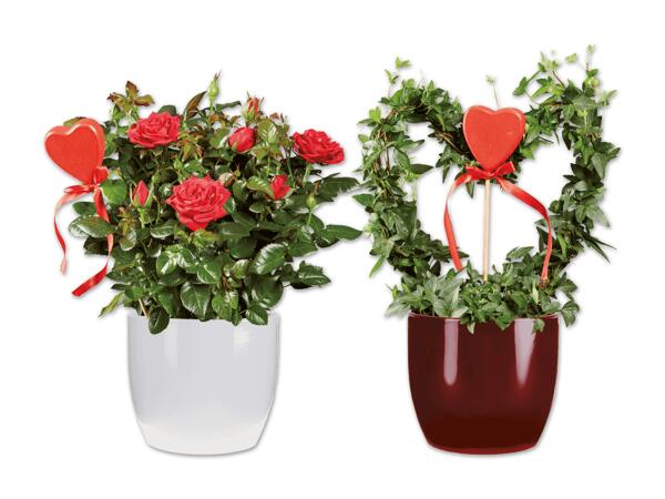 Anthurium, Stammrose oder Hederaherz mit Holzherz