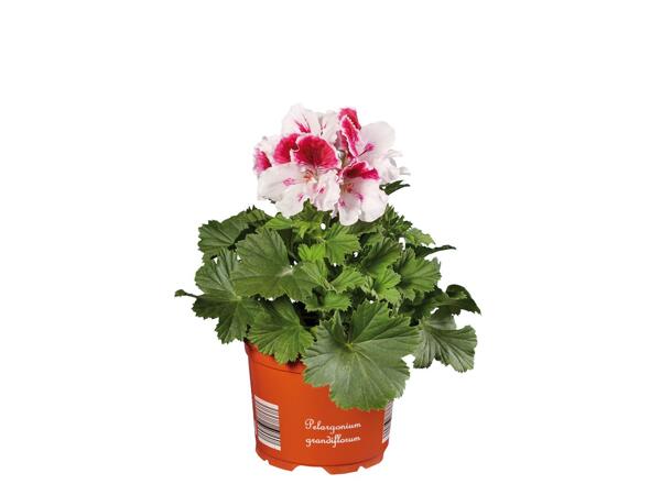 Geranium Grandiflorum