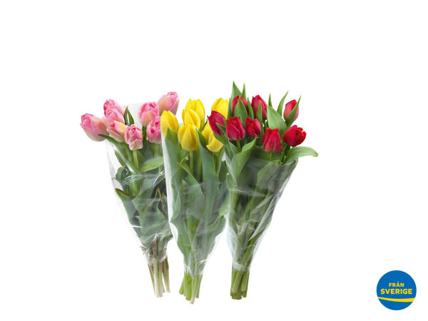 Svenska tulpaner, 9-pack