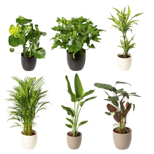 Urban jungle kamerplant