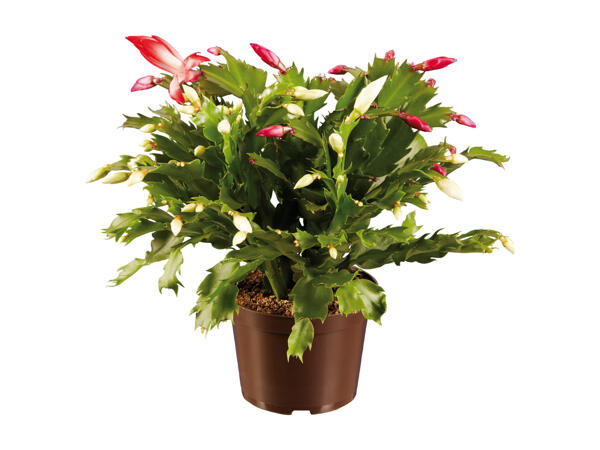 Schlumbergera